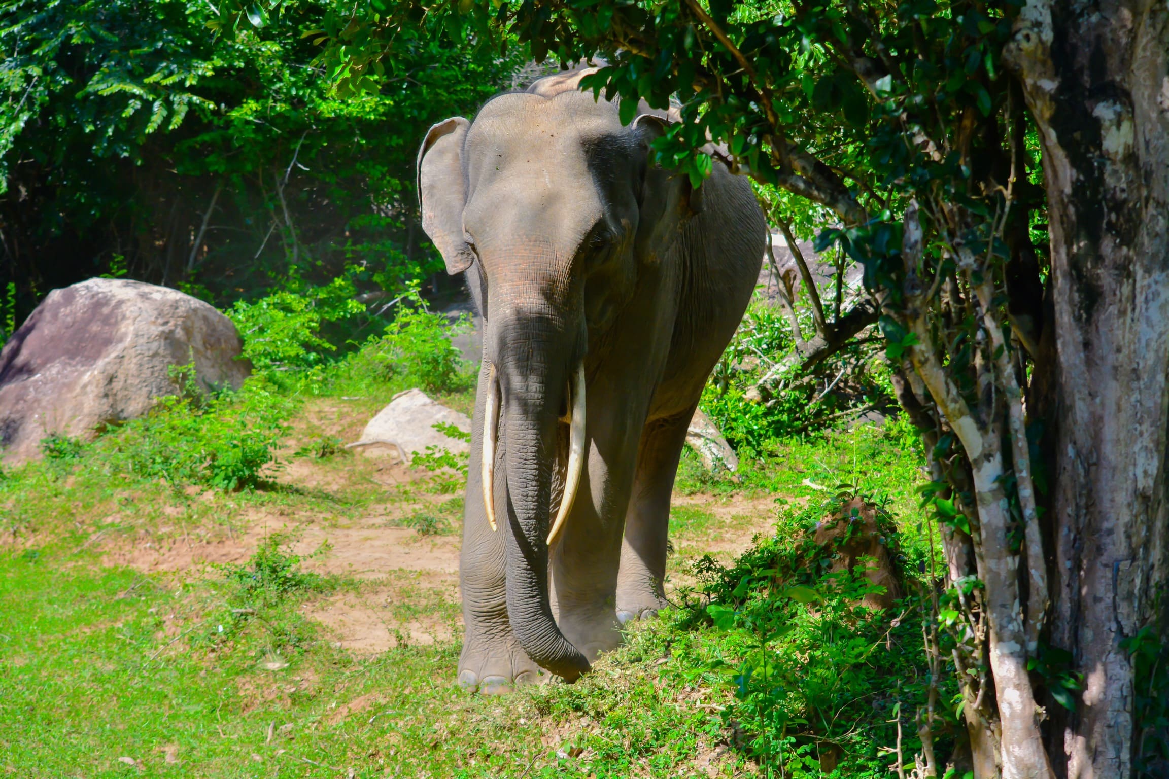 Kumana National Park with lush greenery and diverse wildlife